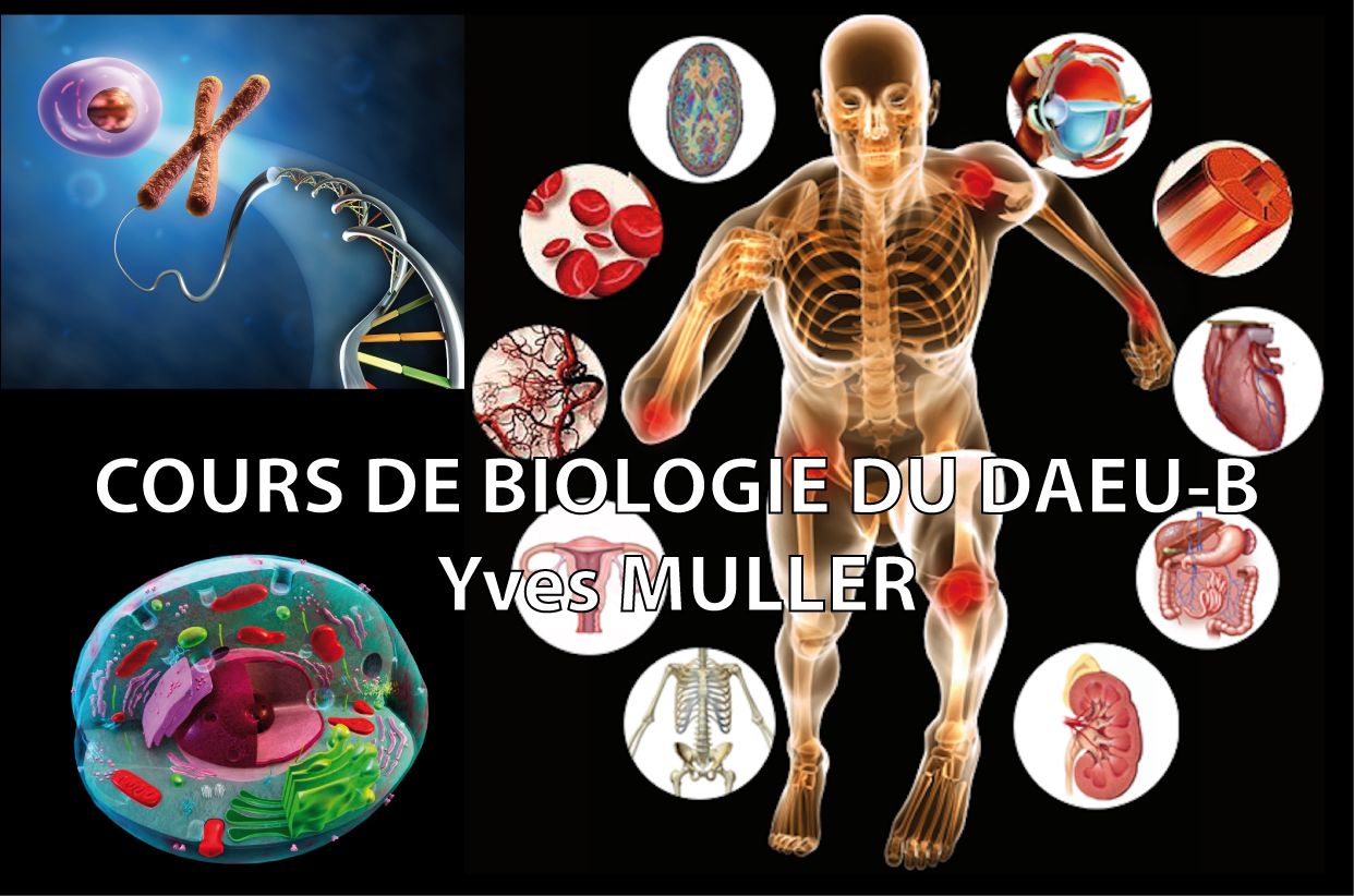 DAEU-B Biologie | Moodle UM